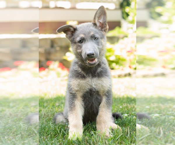 Medium Photo #4 German Shepherd Dog Puppy For Sale in GOSHEN, IN, USA