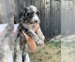 Aussiedoodle-Aussiedoodle Miniature  Mix Puppy for sale in EAST BERNSTADT, KY, USA