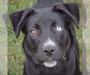 Border Collie-Unknown Mix Dogs for adoption in Huntley, IL, USA