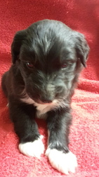 Australian Shepherd Puppy for sale in HIGH POINT, NC, USA