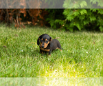 Small #9 Dachshund