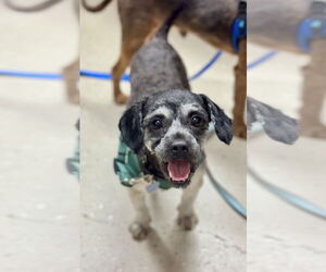 Shih Tzu-Unknown Mix Dogs for adoption in Mundelein, IL, USA