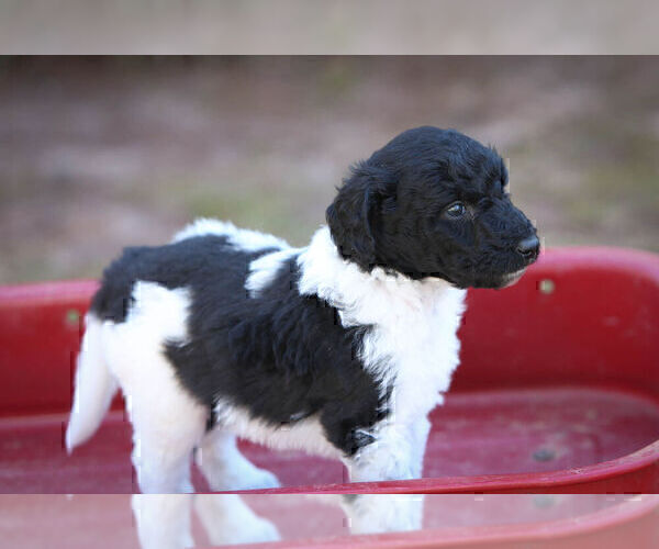 Medium Photo #5 Pyredoodle Puppy For Sale in EATONTON, GA, USA