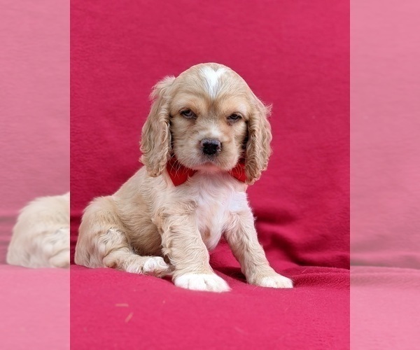 Medium Photo #5 Cocker Spaniel Puppy For Sale in DELTA, PA, USA