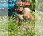 Small #2 Retriever  Mix