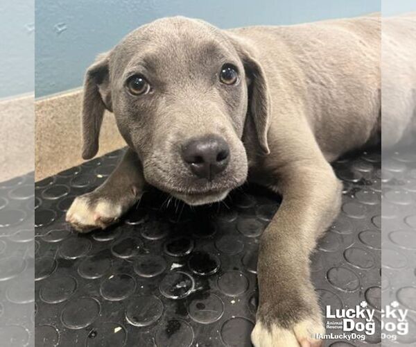 Medium Photo #1 Labrador Retriever-Unknown Mix Puppy For Sale in Washington, DC, USA