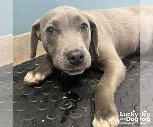 Labrador Retriever-Unknown Mix Dogs for adoption in Washington, DC, USA