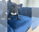 Small Photo #13 French Bulldog Puppy For Sale in DENVER, CO, USA