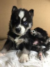 Siberian Husky Puppy for sale in UNCASVILLE, CT, USA