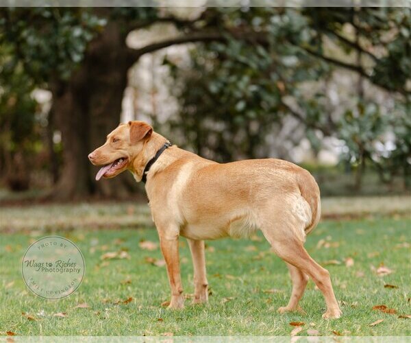 Medium Photo #14 Labrador Retriever-Unknown Mix Puppy For Sale in Tuscaloosa, AL, USA