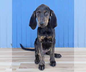 Arrow - Female Plott Hound Dog for Adoption - Photo #2
