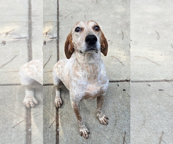Medium Photo #1 English Coonhound-Unknown Mix Puppy For Sale in Raleigh, NC, USA