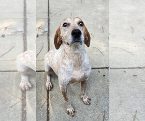 Coonhound Dogs for adoption in Raleigh, NC, USA