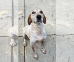 Small English Coonhound Mix