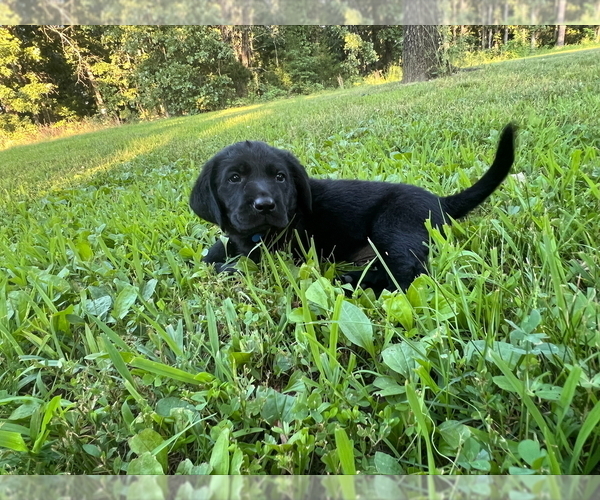 Medium Photo #4 Labrador Retriever Puppy For Sale in MARSHFIELD, MO, USA