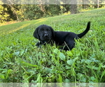 Small #3 Labrador Retriever