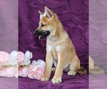 Small Photo #6 Shiba Inu Puppy For Sale in KIRKWOOD, PA, USA