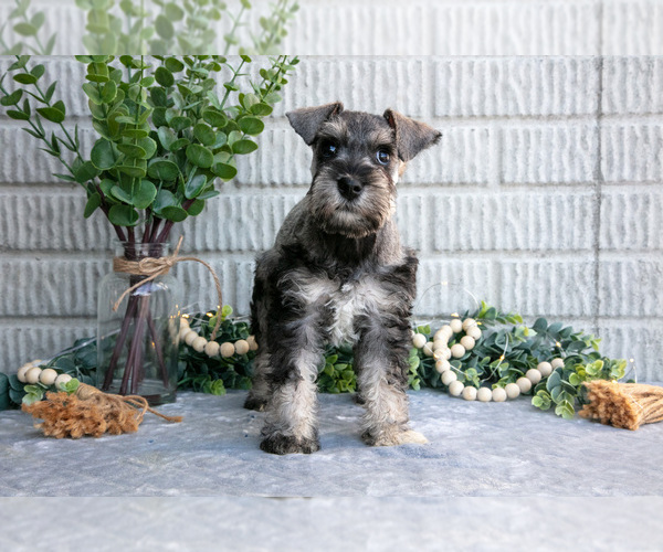 Medium Photo #4 Schnauzer (Miniature) Puppy For Sale in BALTIC, OH, USA