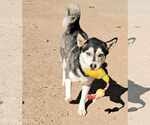 Small #2 Siberian Husky