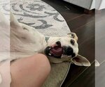 Small #3 Great Dane-Labrador Retriever Mix