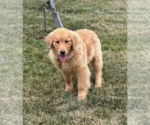 Golden Retriever Puppy for sale in FREDERICKSBURG, OH, USA