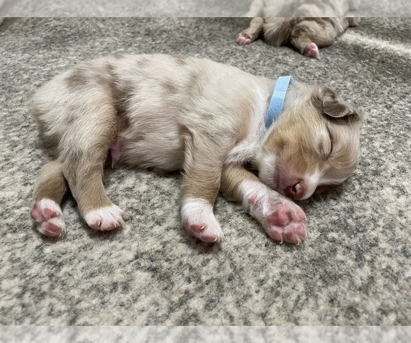 Medium Photo #16 Australian Shepherd Puppy For Sale in GILBERT, AZ, USA