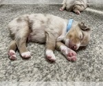 Small Photo #16 Australian Shepherd Puppy For Sale in GILBERT, AZ, USA