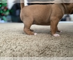 Small Photo #3 American Bully Puppy For Sale in SAINT CHARLES, MO, USA