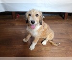 Small Photo #83 Bernedoodle (Miniature) Puppy For Sale in BLACK FOREST, CO, USA