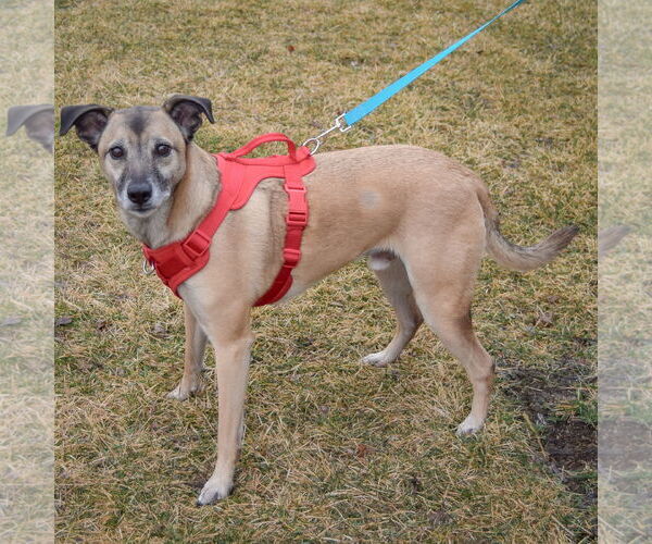 Medium Photo #2 German Shepherd Dog-Unknown Mix Puppy For Sale in Huntley, IL, USA