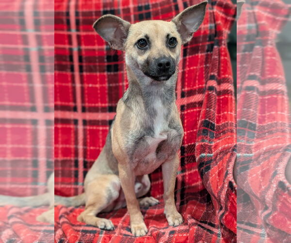 Medium Photo #2 Mutt Puppy For Sale in Oakhurst, NJ, USA