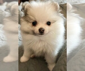 Pomeranian Puppy for sale in LISLE, IL, USA
