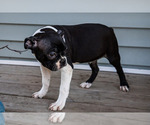 Small Photo #5 Boston Terrier Puppy For Sale in WAKARUSA, IN, USA