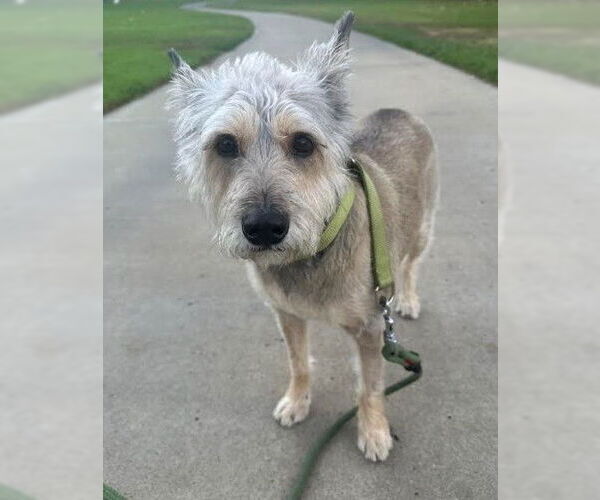 Medium Photo #1 Mutt Puppy For Sale in San Diego, CA, USA