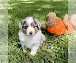 Small #7 Miniature Australian Shepherd