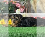 Small #4 Yorkshire Terrier