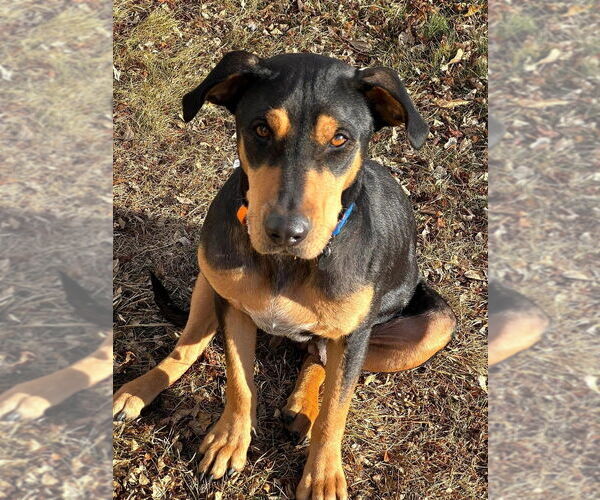 Medium Photo #9 Rotterman Puppy For Sale in Lakewood, CO, USA