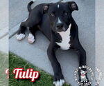 Small #9 Staffordshire Bull Terrier Mix