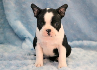 Boston Terrier Puppy for sale in MOUNT JOY, PA, USA