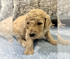 Goldendoodle Puppy for sale in LAKELAND, FL, USA