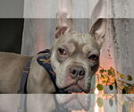 Small #13 American Bulldog Mix