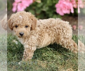 Cockapoo Puppy for sale in LINCOLN UNIVERSITY, PA, USA