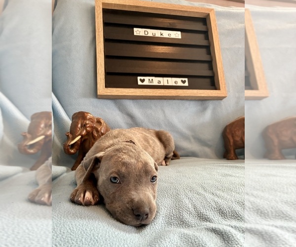 Medium Photo #12 Cane Corso Puppy For Sale in FRANKLIN PARK, IL, USA