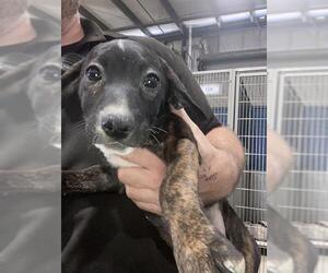 American Pit Bull Terrier Dogs for adoption in Bakersfield, CA, USA