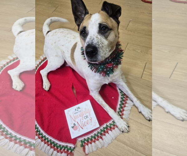 Medium Photo #4 Mutt Puppy For Sale in Rockaway, NJ, USA