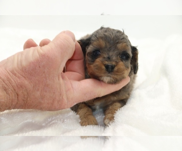 Medium Photo #14 Cockapoo Puppy For Sale in RIPLEY, TN, USA