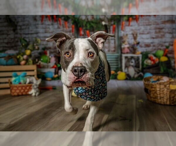 Medium Photo #5 Staffordshire Bull Terrier Puppy For Sale in Garner, NC, USA