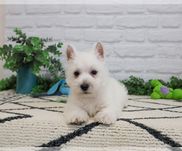 Medium Photo #8 West Highland White Terrier Puppy For Sale in SYRACUSE, IN, USA