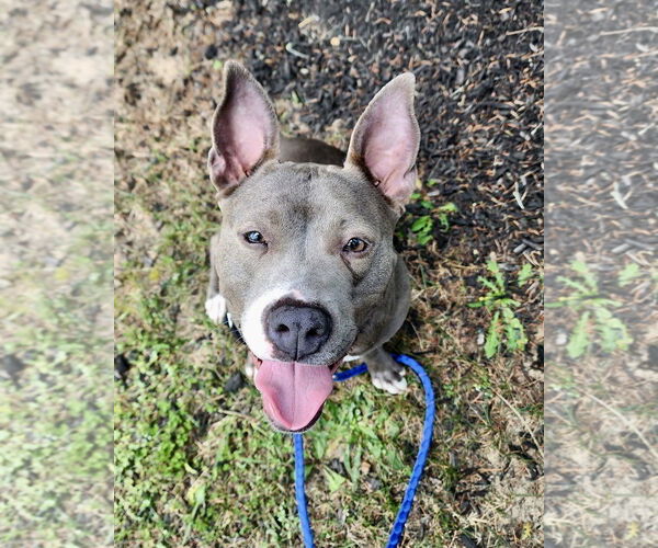 Medium Photo #40 Mutt Puppy For Sale in Mount Laurel, NJ, USA