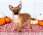 Puppy Puppy 5 Yoranian
